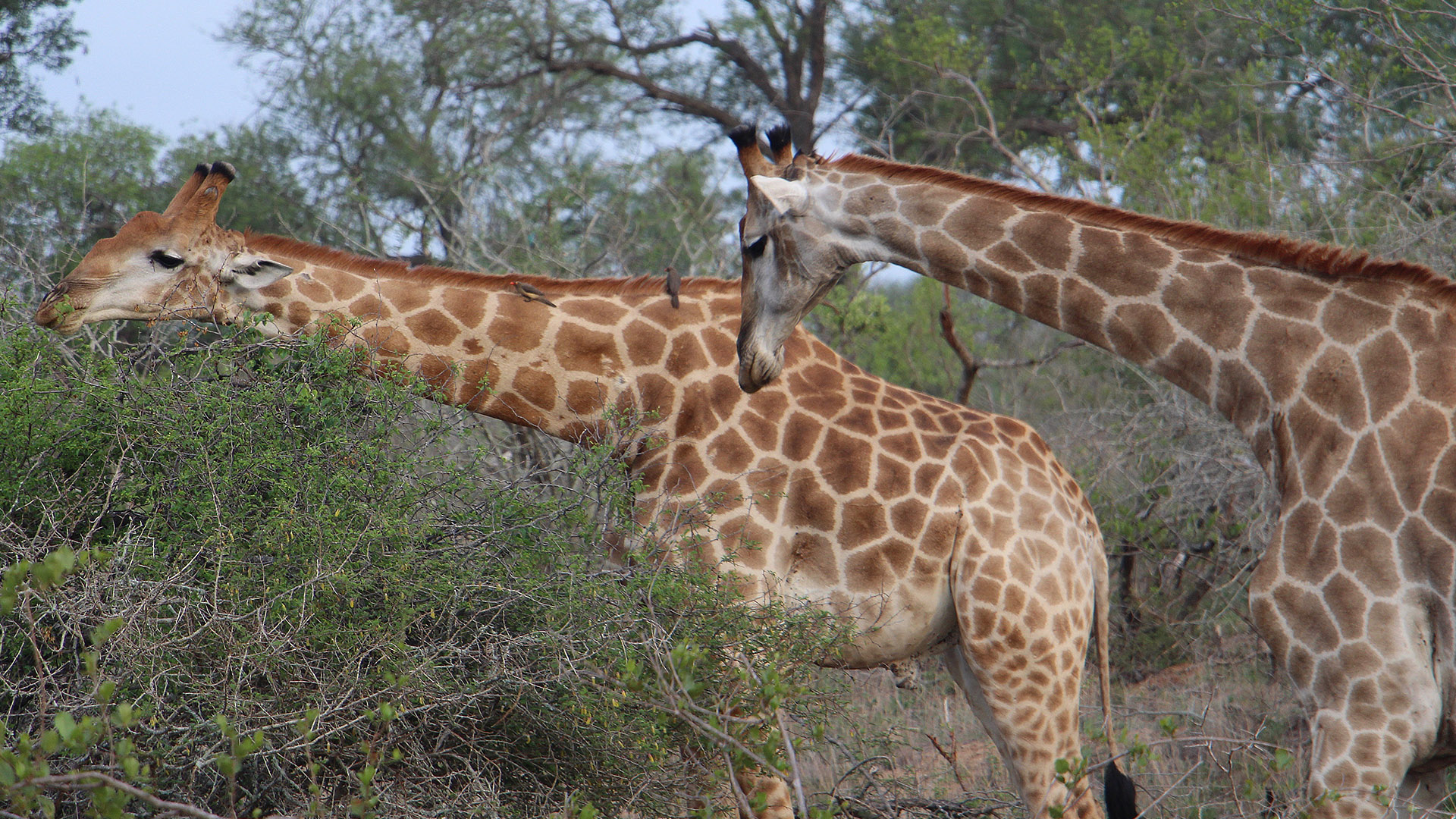 Virginia Tech students study abroad in South Africa